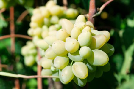 Learn what cotton candy grapes are. These are the sweet, delicious fruits that look like balls of cotton candy. They are usually served at fairs and festivals.