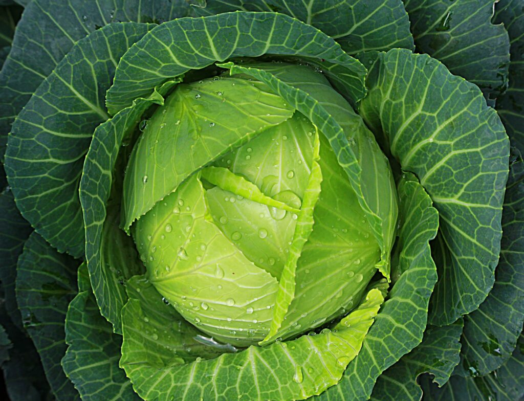 Check out the best cabbage recipes with images, lists and step by step instructions.