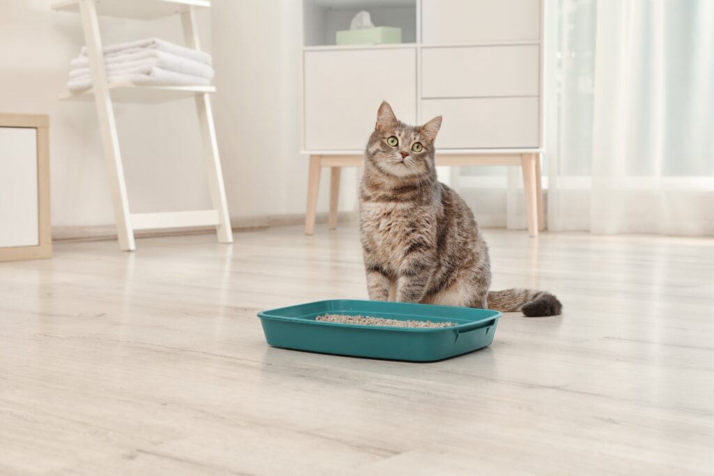 Looking for the best cat litter on the market? Look no further! We've got you covered with our list of top cat litter brands of 2022.