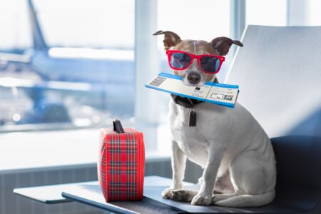 Which airlines are the best for flying with pets? This article explains how to choose the right airline for you and your pet while traveling.