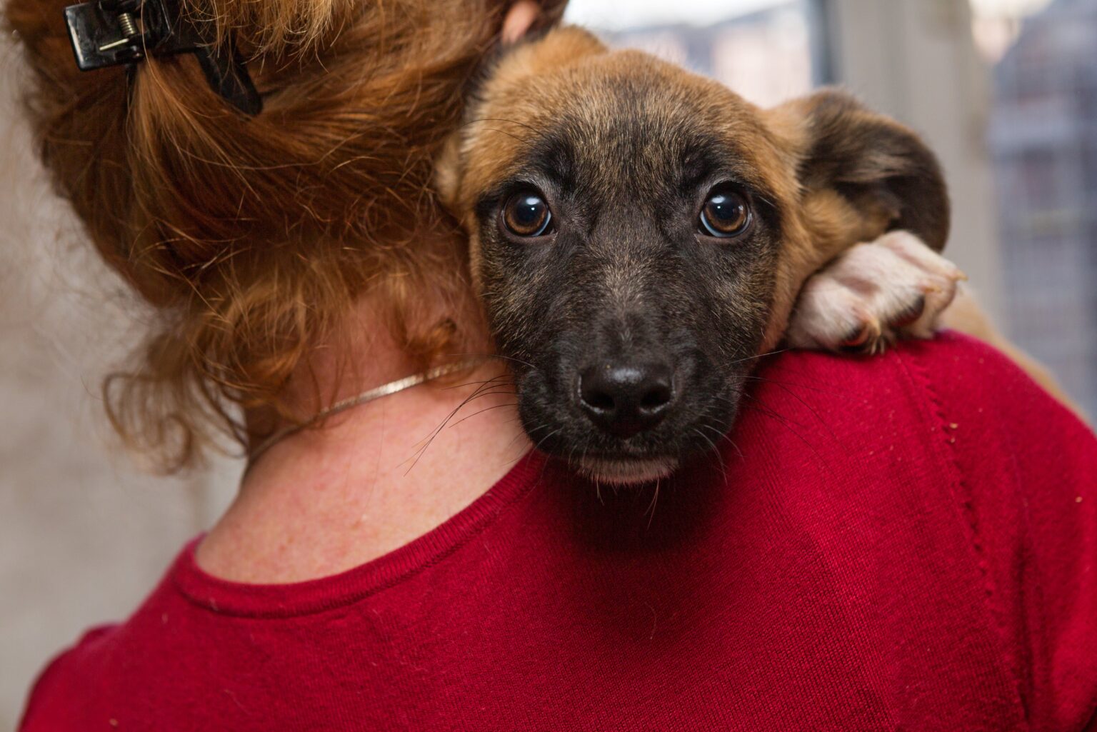 These are the best animal charities you can donate to right now.