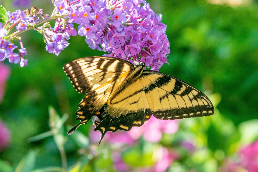 Discover the reasons you should reconsider planting another butterfly bush next spring.