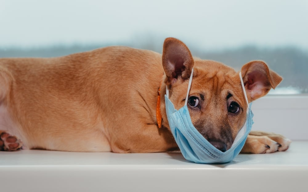 We have a great post helping you determine if you should give your dog cough medicine. Check out the full article for more information!